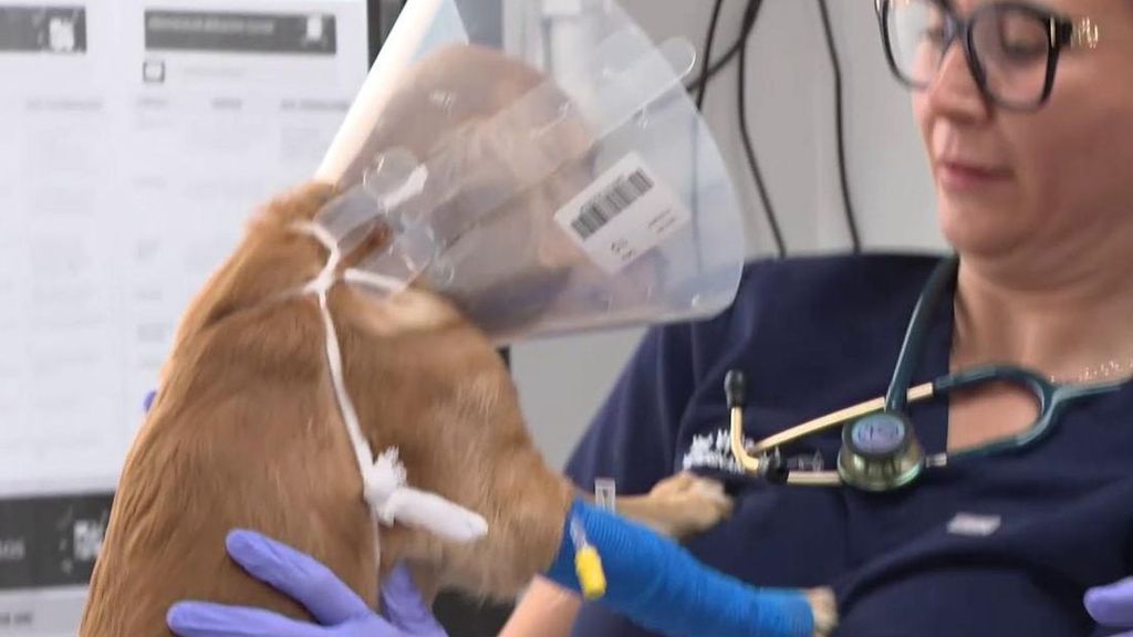 Italia abre la puerta a permisos laborales para cuidar mascotas enfermas