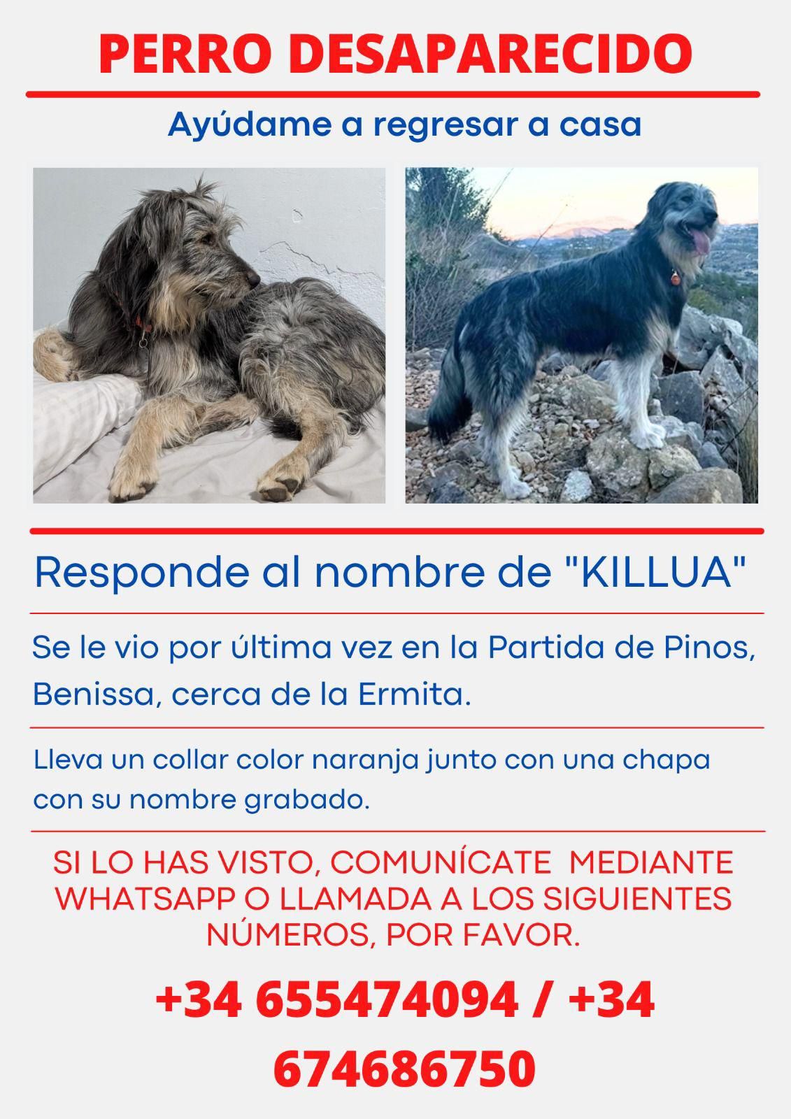 Los dueños de Killua han colocado carteles por la zona para tratar de encontrarlo.