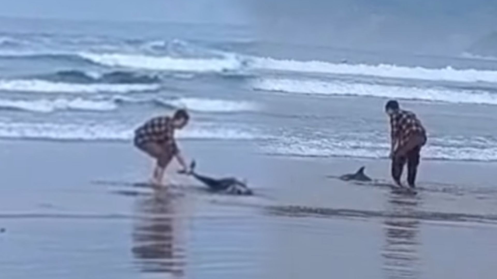 Un joven pone en peligro a un delfín varado en una playa de Cantabria tras intentar salvarle: “Les estamos rompiendo por dentro” Un joven pone en peligro a un delfín varado en una playa de Cantabria tras intentar salvarle: “Les estamos rompiendo por dentro”