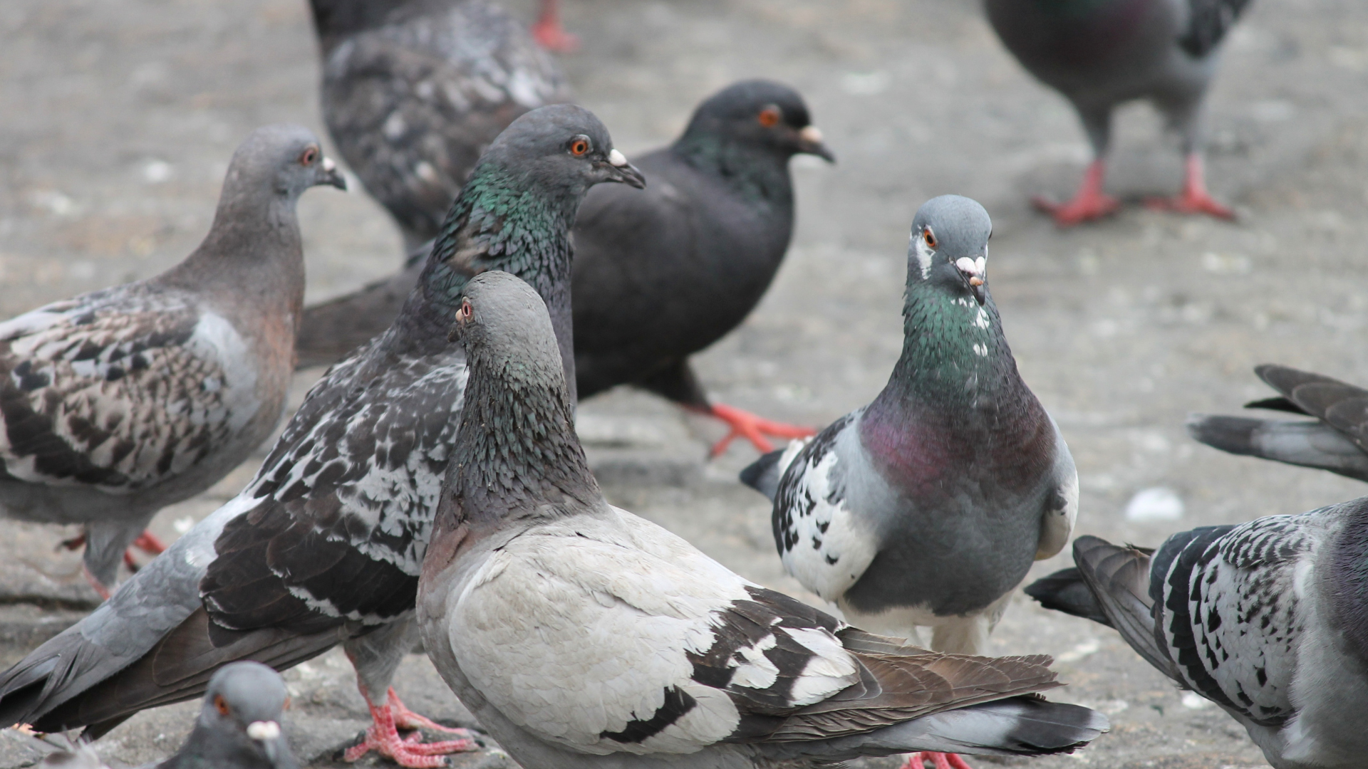 Cada ayuntamiento regula esta conducta de forma independiente
