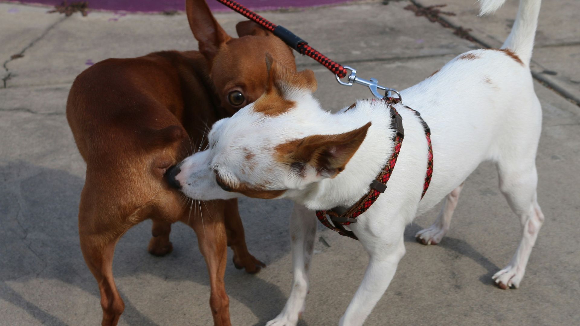 Dos perros oliéndose Dos perros oliéndose