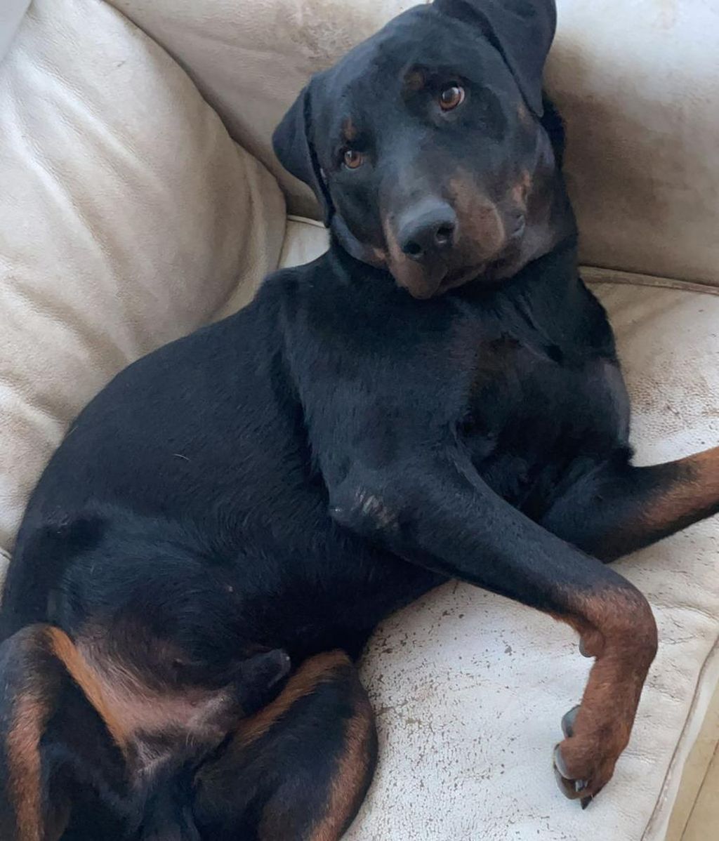 El coste de la intervención y la posterior recuperación supera los cinco mil euros.