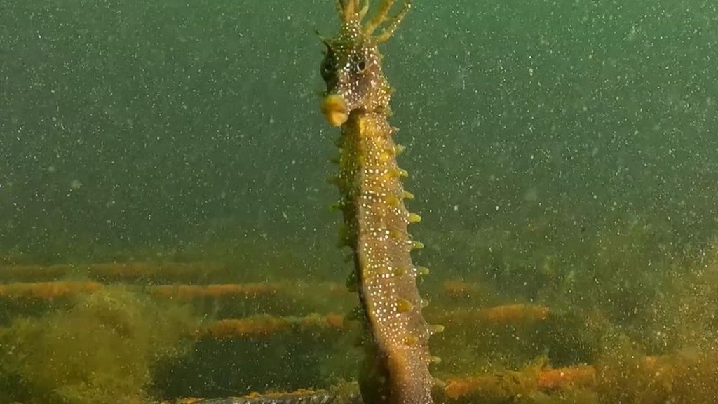 El nuevo inquilino de Villa Nautilus del Puerto de Vigo