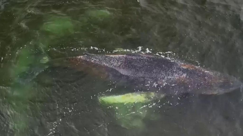 Día clave para salvar a Timmy, la ballena jorobada varada que ya es asunto de estado en Alemania