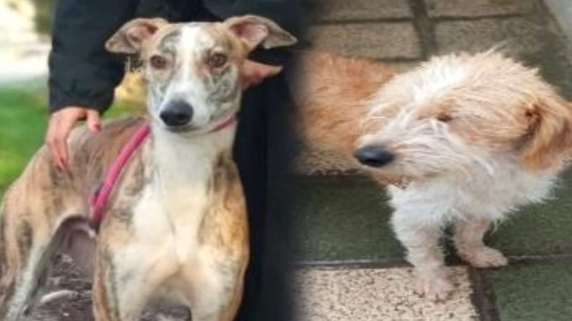 Dos de los perros robados en la protectora de Toledo