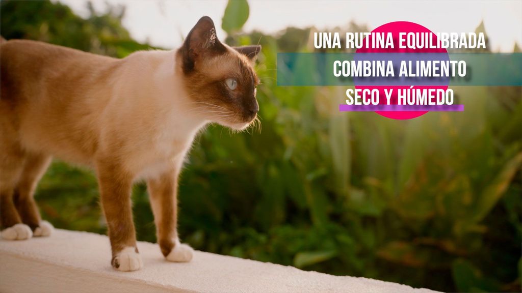 Especial sobre gatos Iumiuky Temporada 3 Programa Especial sobre gatos
