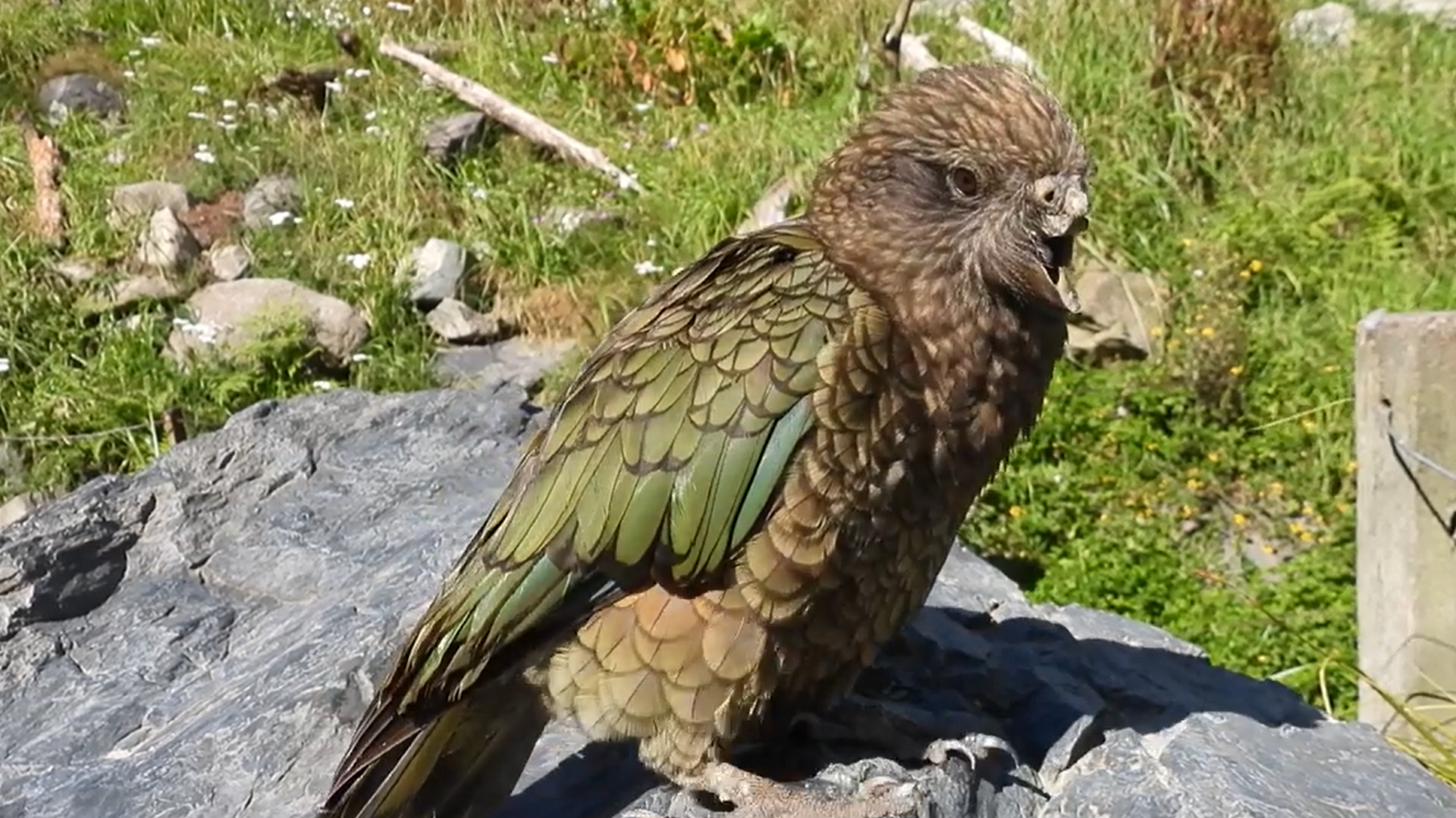 Bruce, el loro con discapacidad que se ha convertido en el macho alfa de su grupo en Nueva Zelanda