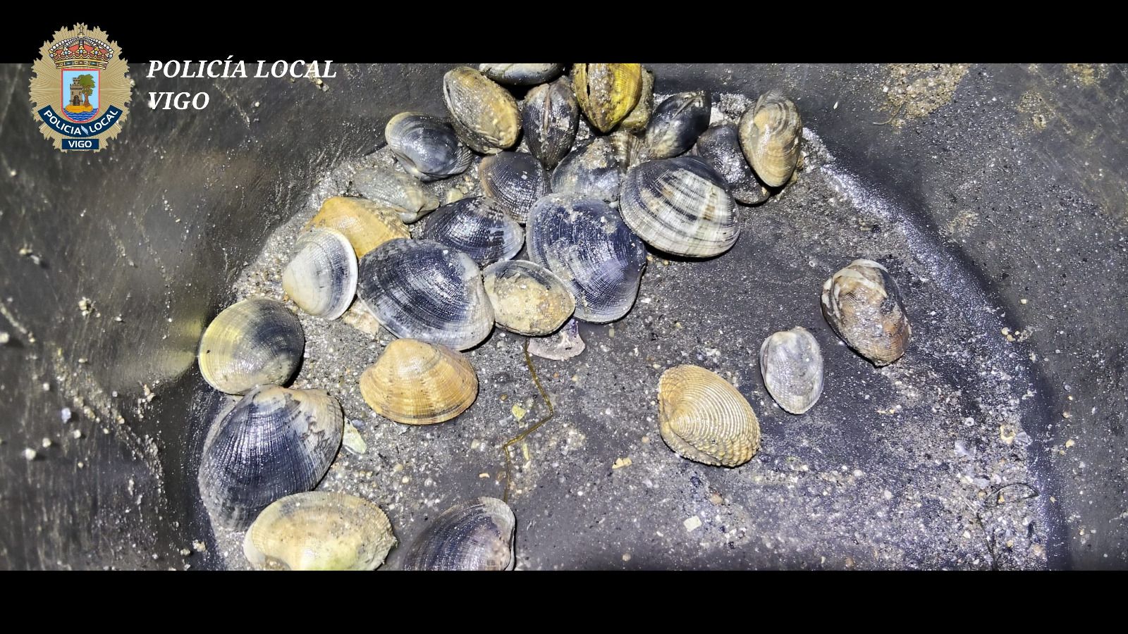 Parte del marisco interceptado en la operación