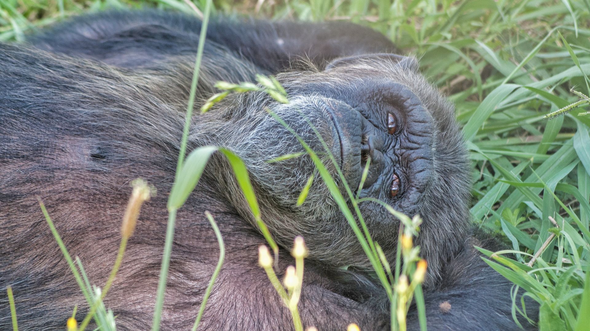 Coco fue comprada en un puesto de La Rambla