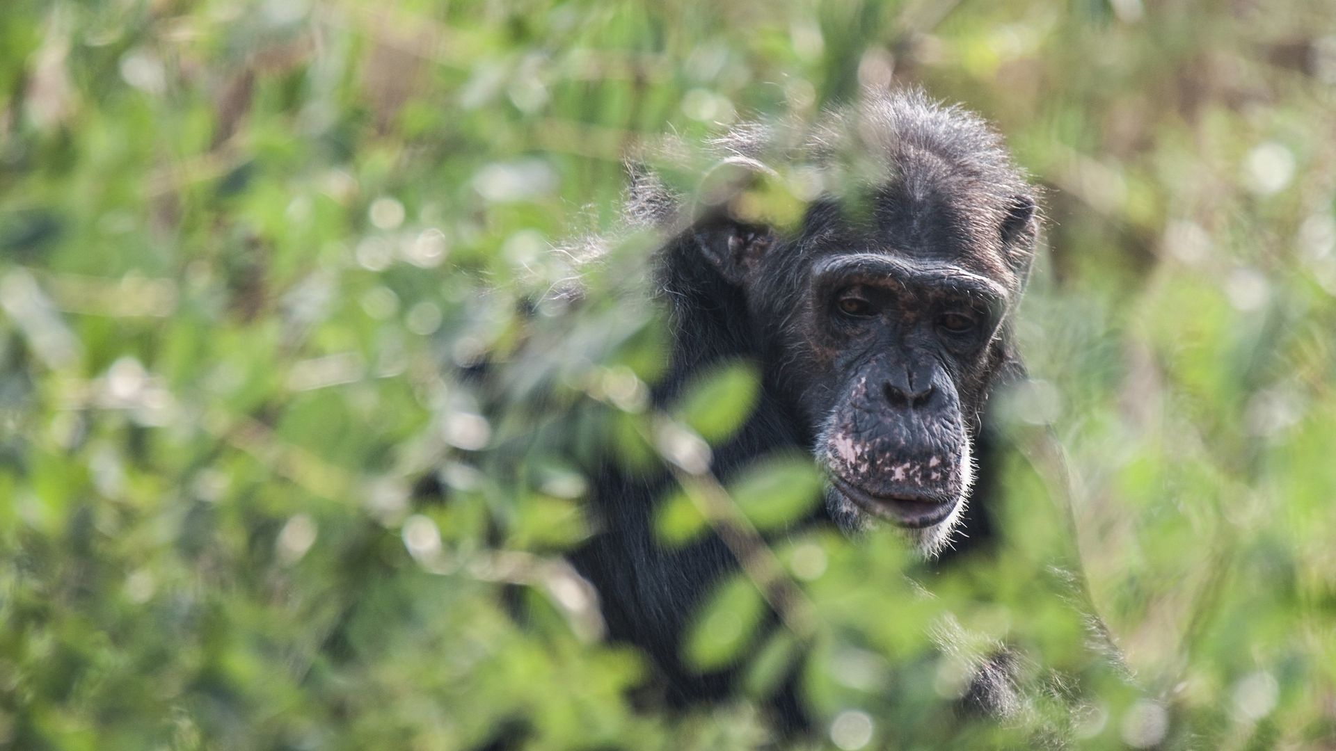 El chimpancé Víctor
