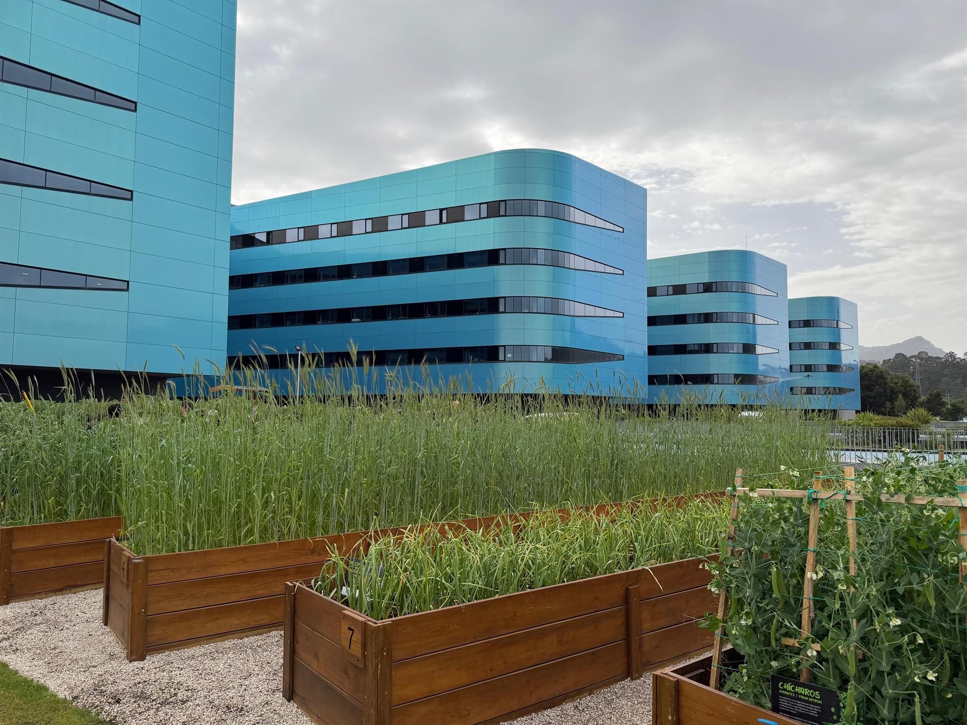 El huerto está instalado en el exterior del centro, delante de la cafetería