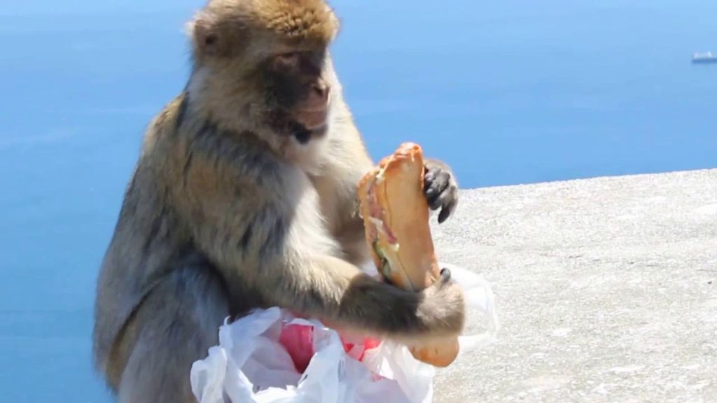 Los monos de Gibraltar comen tierra para poder digerir la comida de los turistas: "Su aparato digestivo no ha evolucionado para ello"