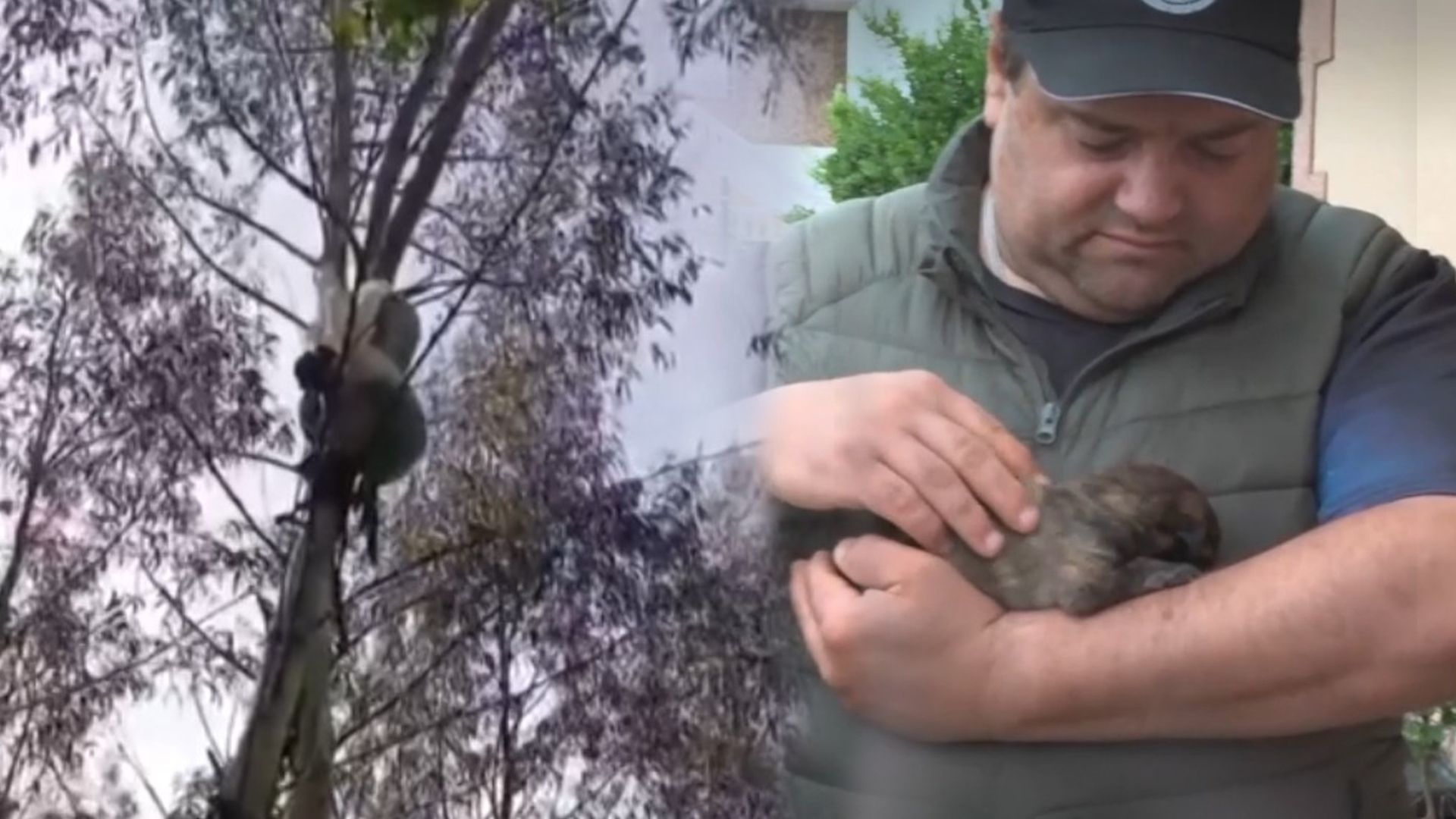 Rescate de los ocho cachorros en una bolsa