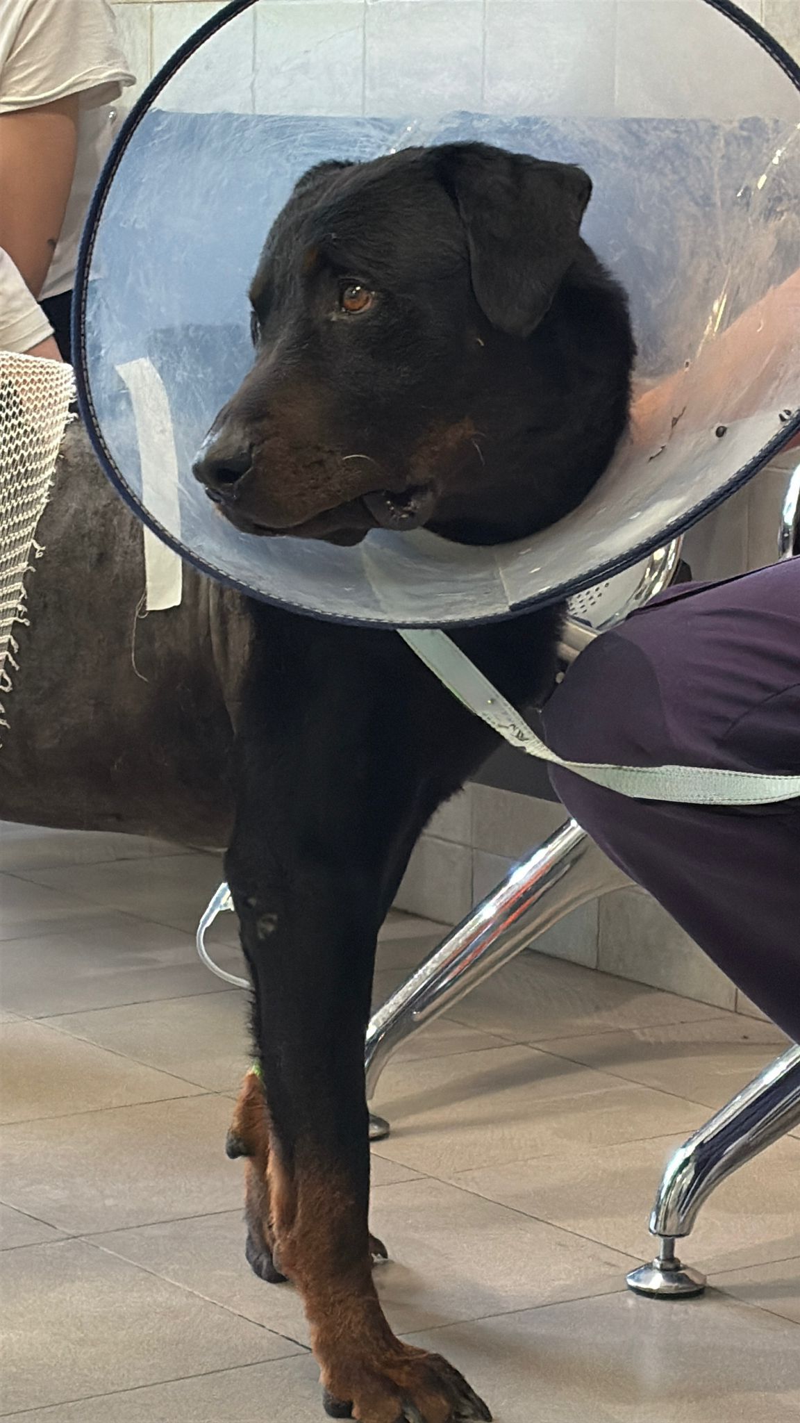 Ares se recupera de la cirugía, que a priori "ha sido un éxito", revela su dueña.