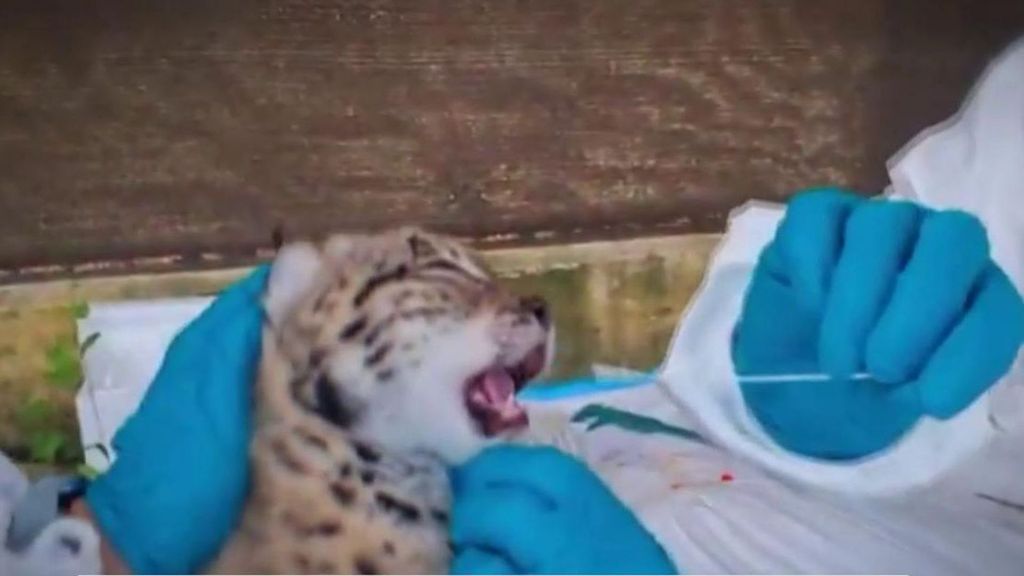 El tierno primer chequeo de los linces del Parque Nacional de Doñana