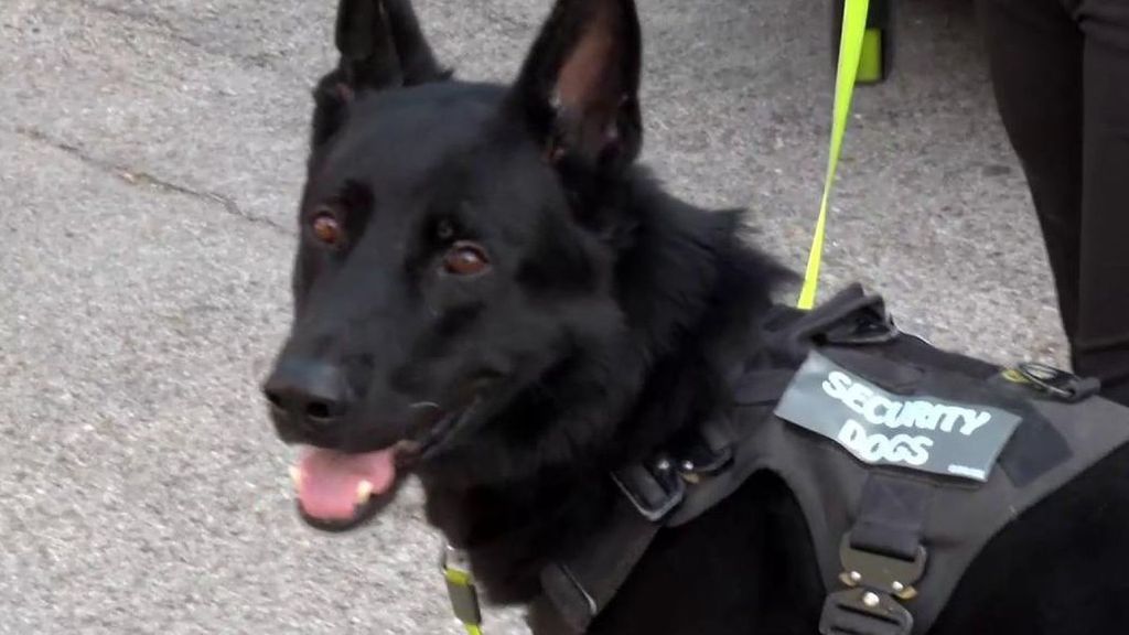 Los perros patrulla capaces de inmovilizar de un golpe a los cacos: Pluto ya ha frenado los robos en una urbanización