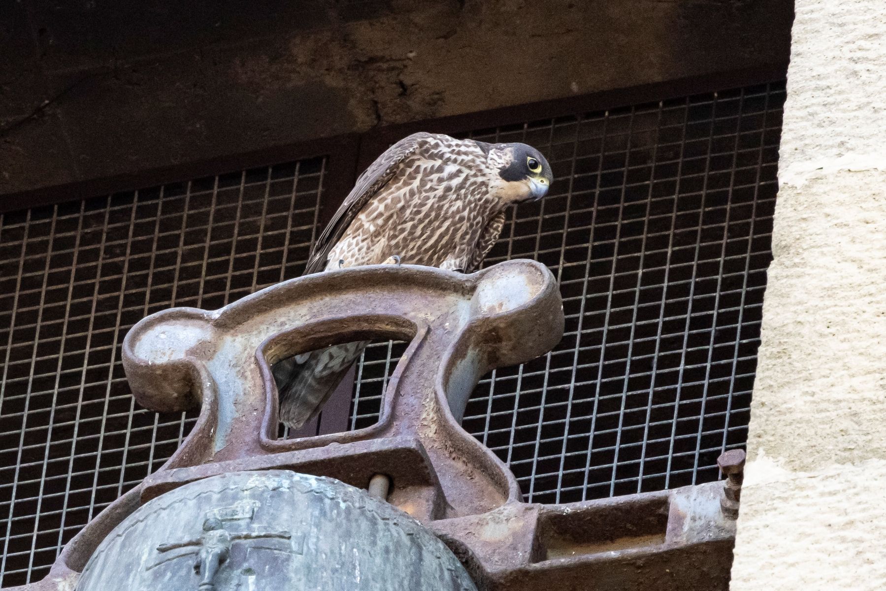 Mercedes, la hembra, en la torre de la Iglesia de Ntra. Sra. de las Mercedes, en Las Arenas