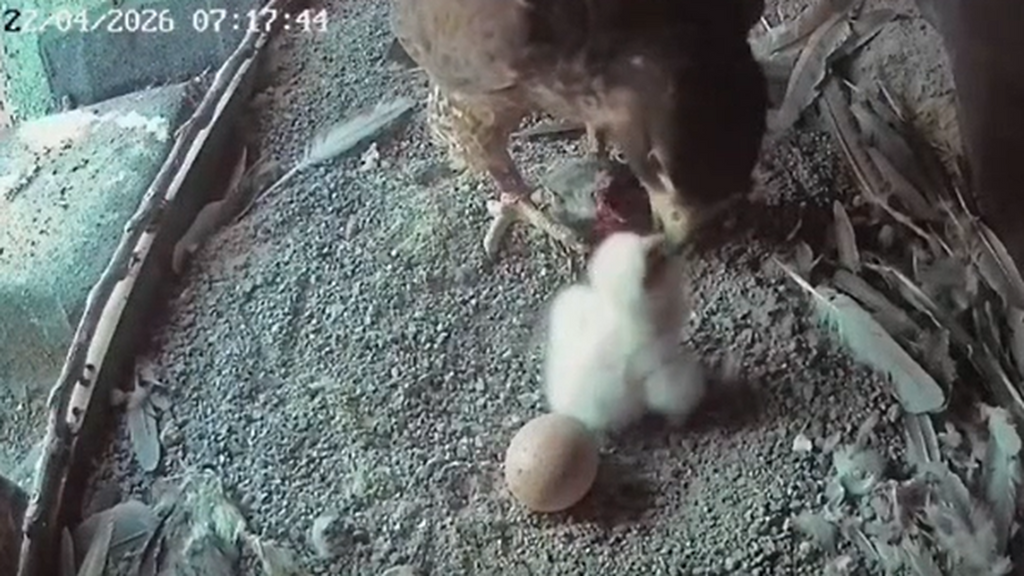 Mercedes y Tony, la pareja de halcones peregrinos que reside en Getxo, ya son padres