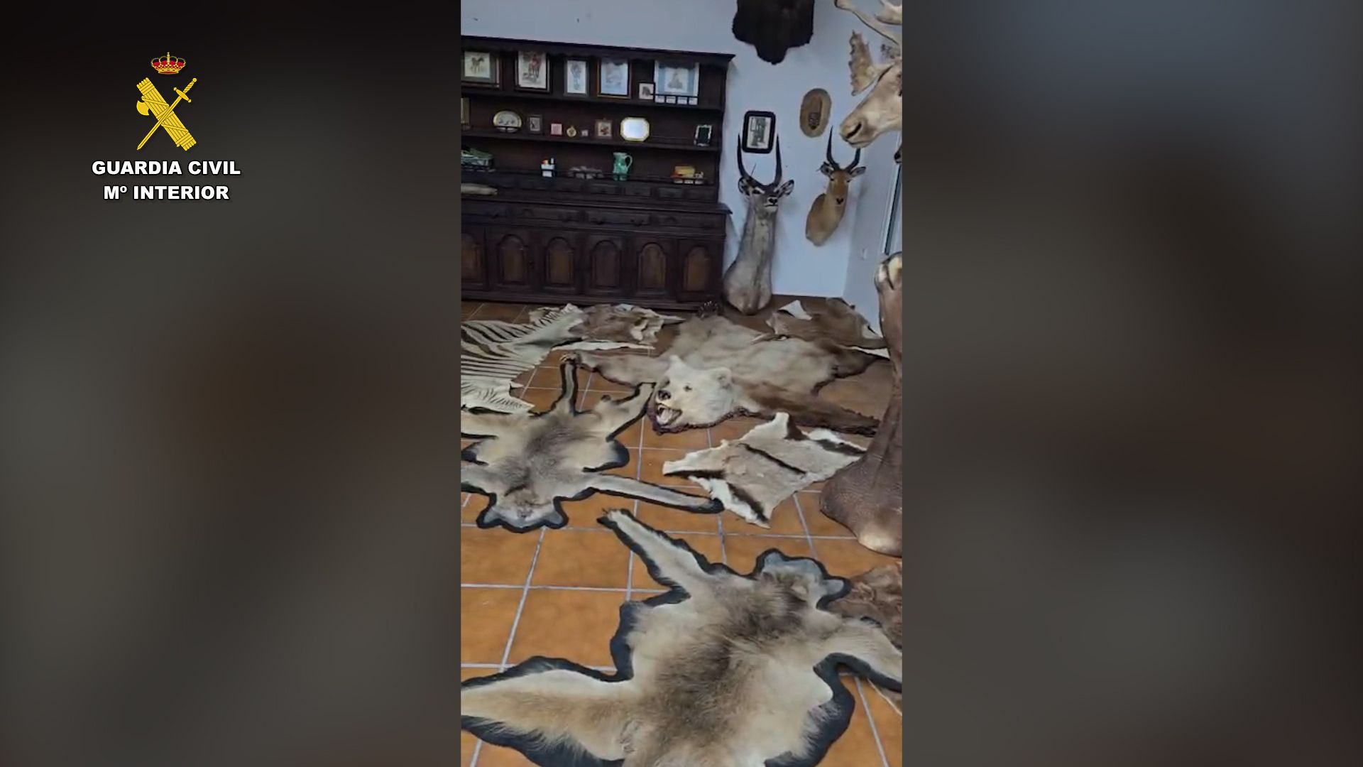 Alfombra piel leon Almería 02