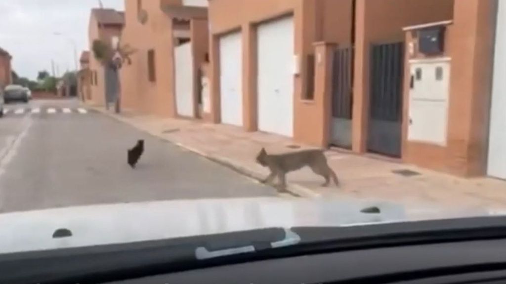 Veneno, un ejemplar de lince que caza gatos callejeros en Cabañas de Yepes, en Toledo, y que ha revolucionado la localidad