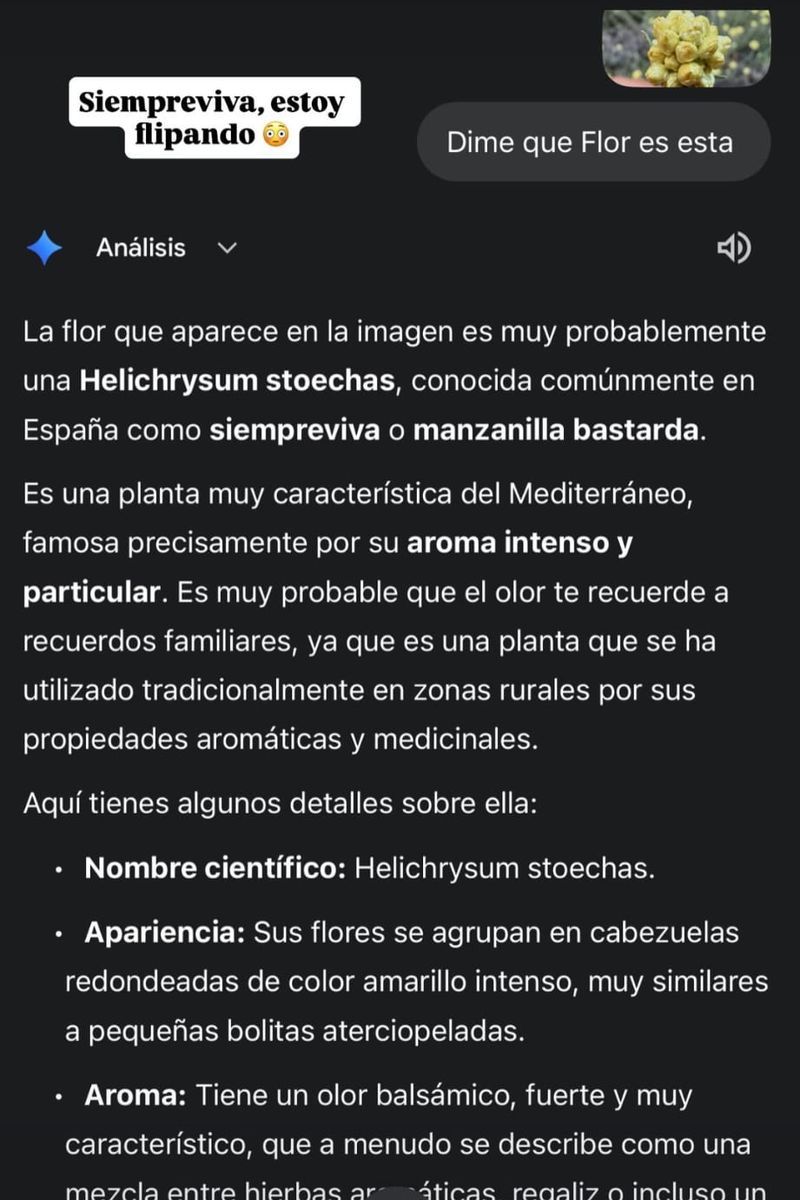 Kiko Jiménez, "flipando" por el recuerdo de su abuelo gracias a una flor de siempreviva