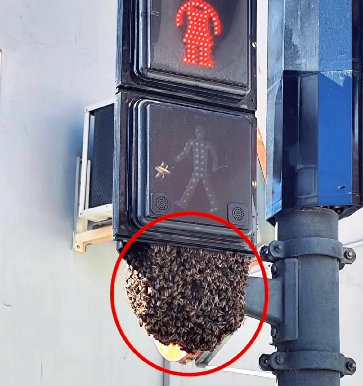 Un enjambre de abejas en un semáforo