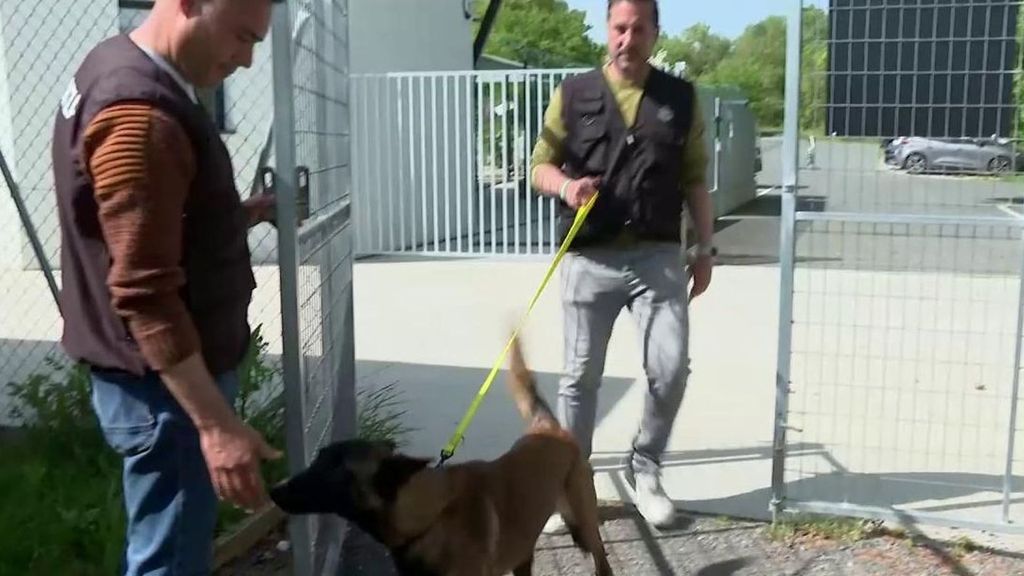 Aran, el perro abandonado que quiere pasar las oposicoines a la Ertzaintza