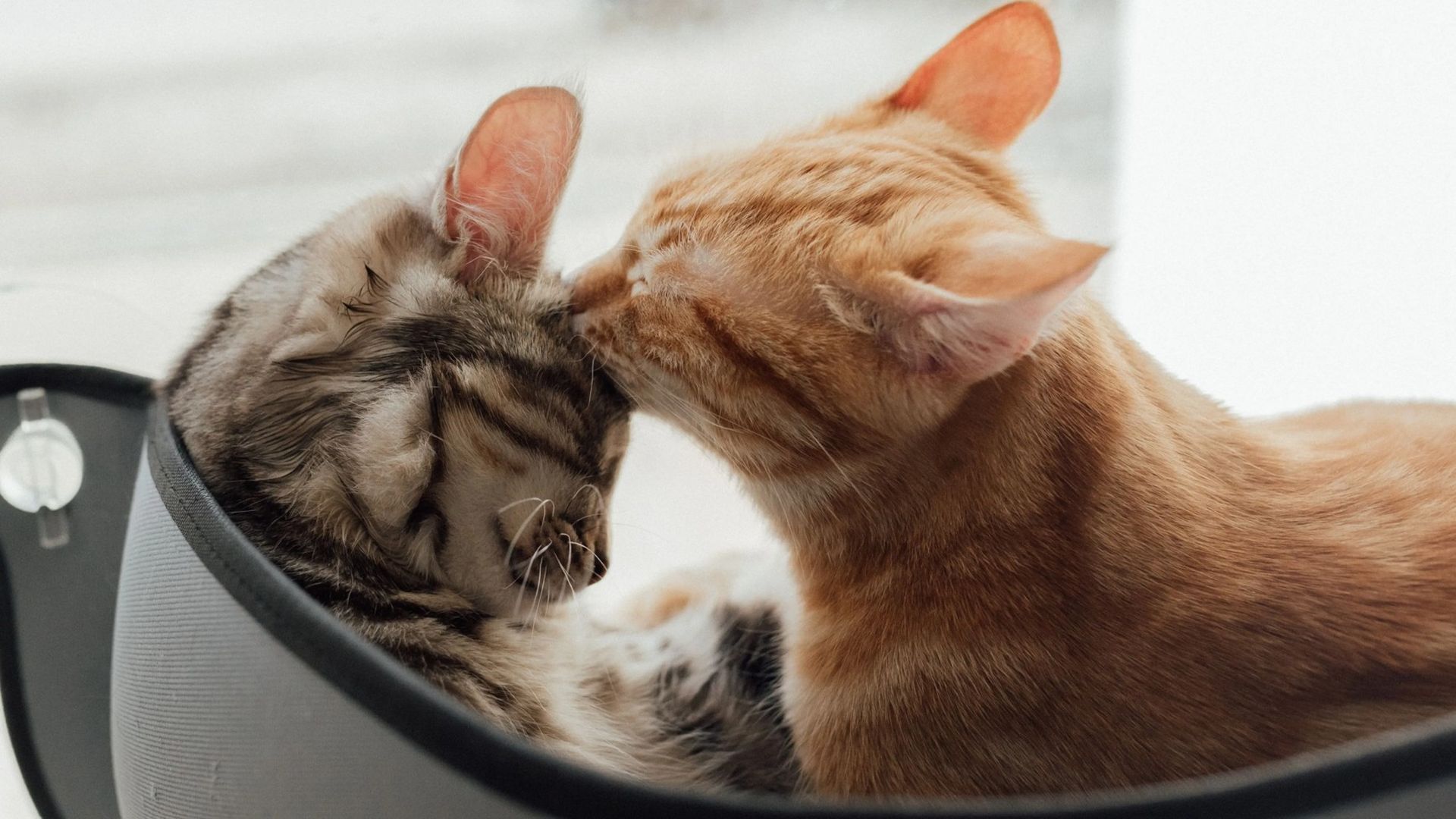 compatibilidad entre gatos