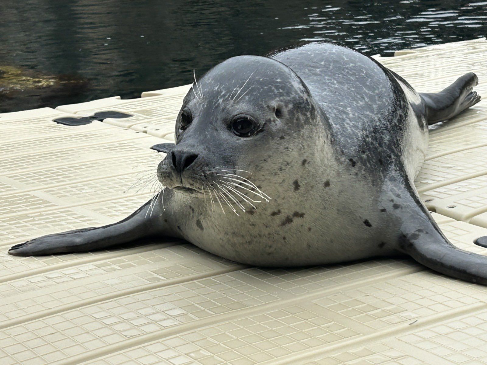 Jinzi se ha adaptado rápidamente a su nueva vida en el acuario coruñés