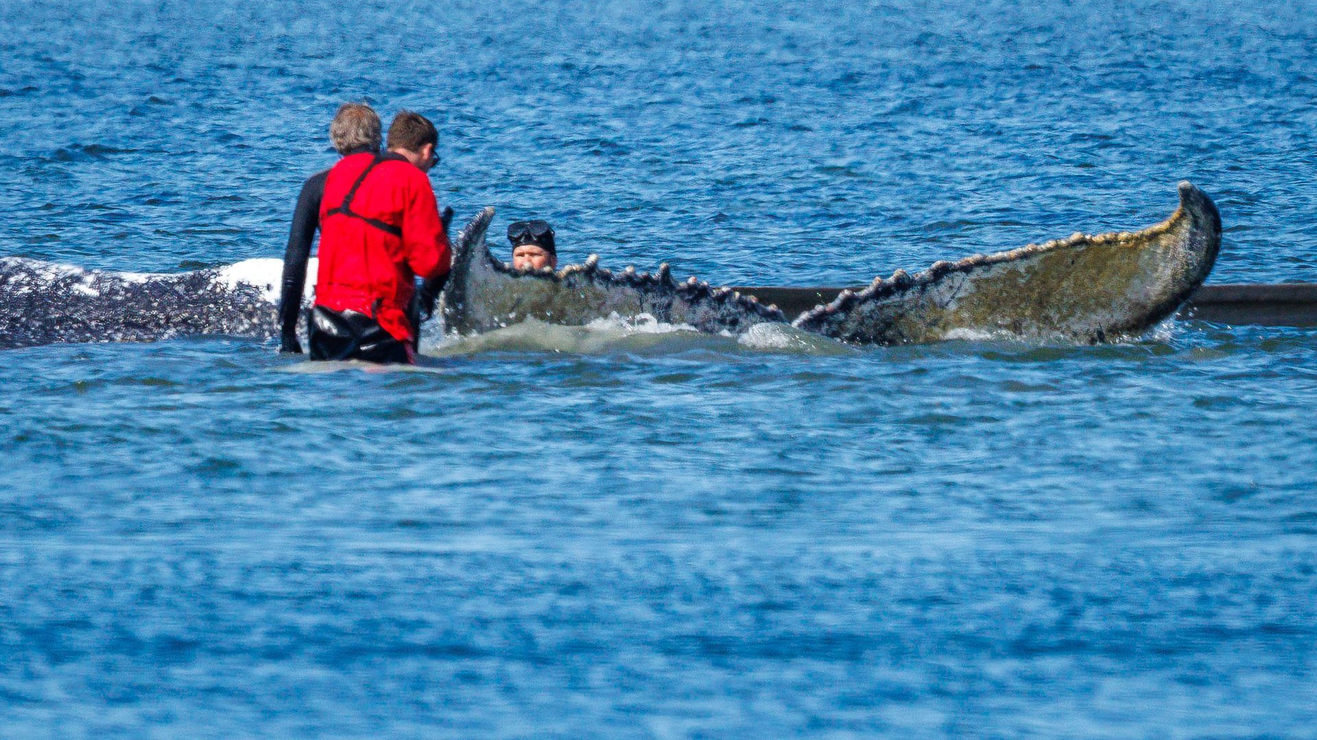La ballena Timmy logra ser liberada en Alemania