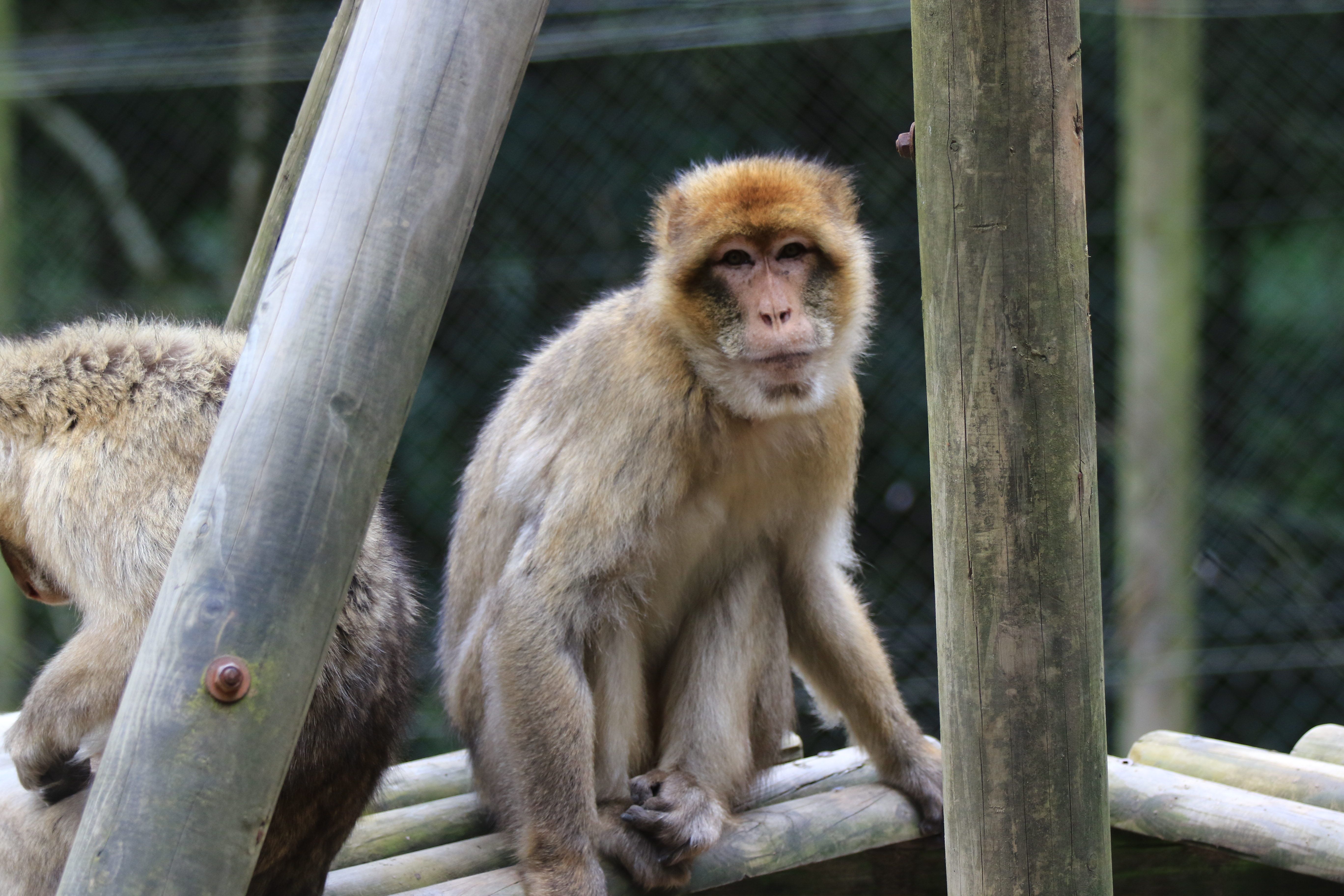 Más de 500 animales permanecen en esta finca "hasta el fin de sus vidas"