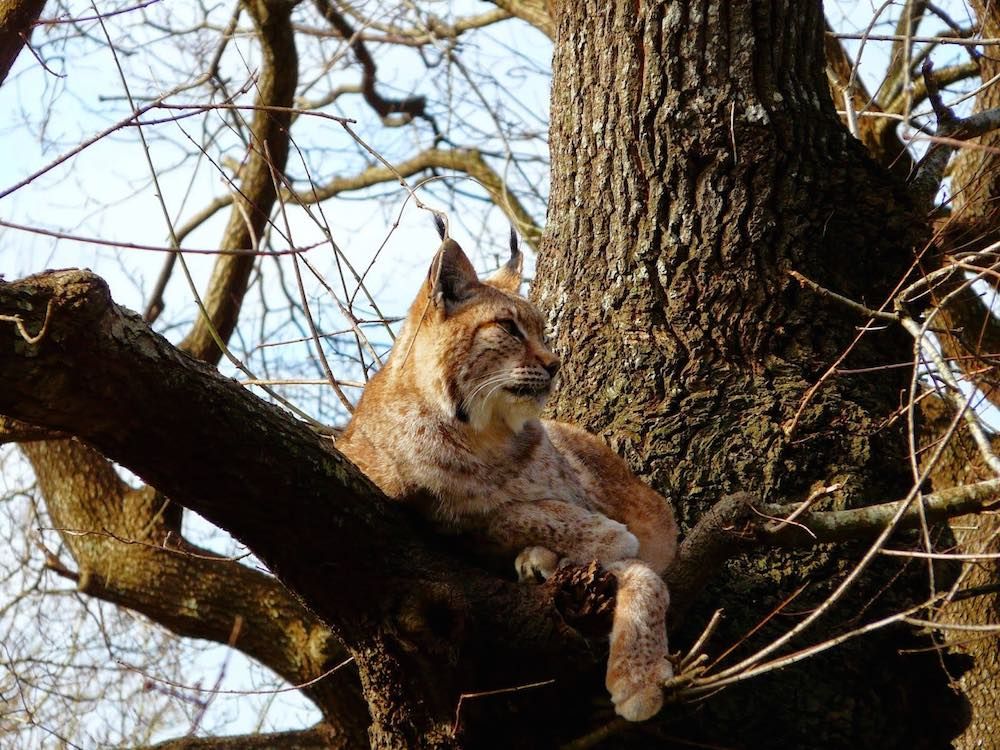 Uno de los animales acogidos en Karpín Fauna