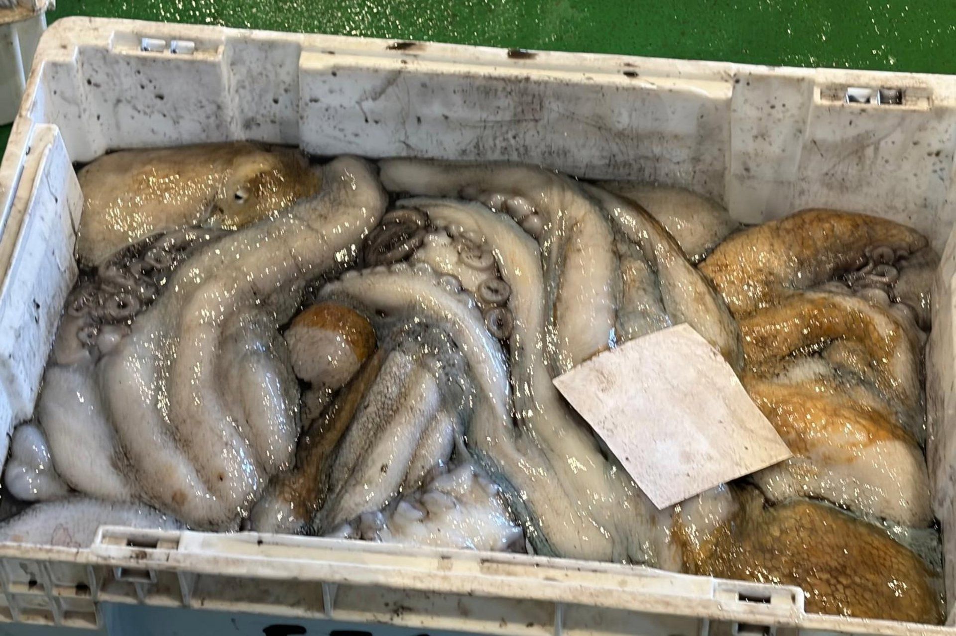 Arranca la veda del pulpo gallego hasta el 1 de julio