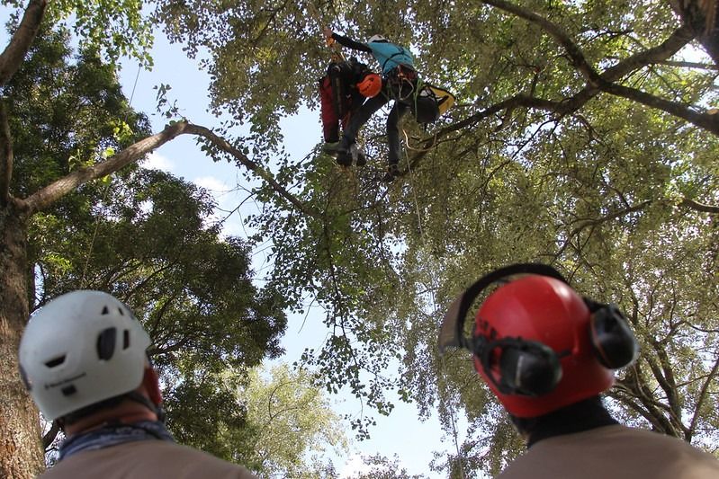 Entre los 47 arboristas trepadores saldrán los 10 clasificados (5 hombres y 5 mujeres) para la Prueba de Maestros