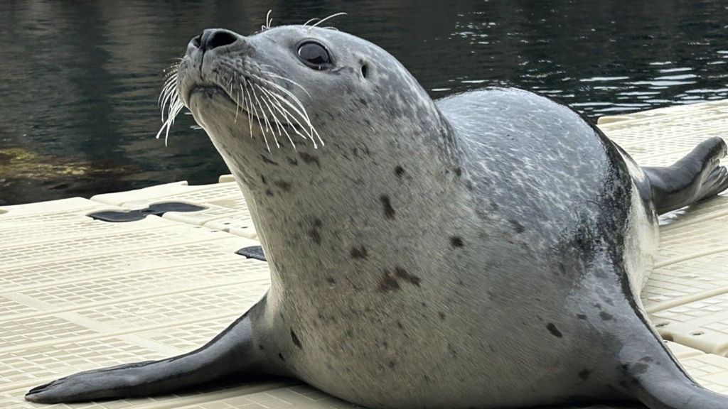Jinzi es la nueva foca recién llegada al Aquarium finisterrae coruñés