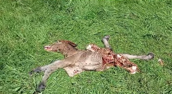 El potrillo fue descuartizado en solo unos minutos