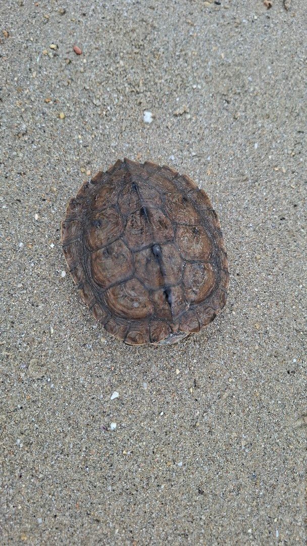 La tortuga encontrada en la playa de Samil en Vigo