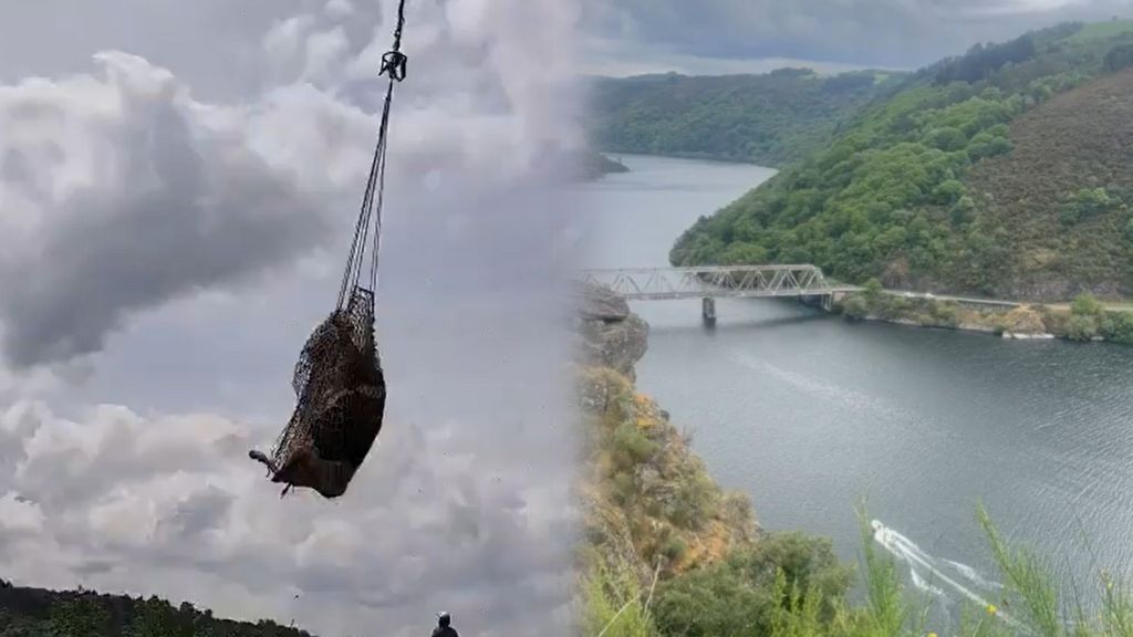 El rescate en helicópero de las vacas atrapadas en Taboada: las sacan una a una volando sobre el río Miño