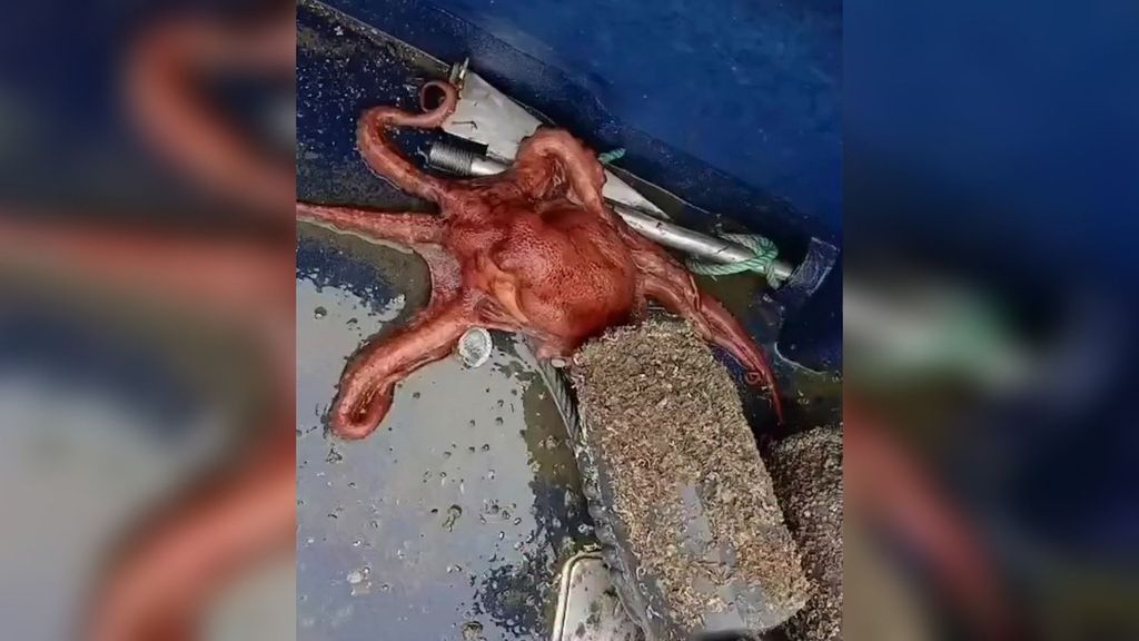 El buque Sebastián Ocampo decomisa 75 kilos de pulpo en los primeros días de veda