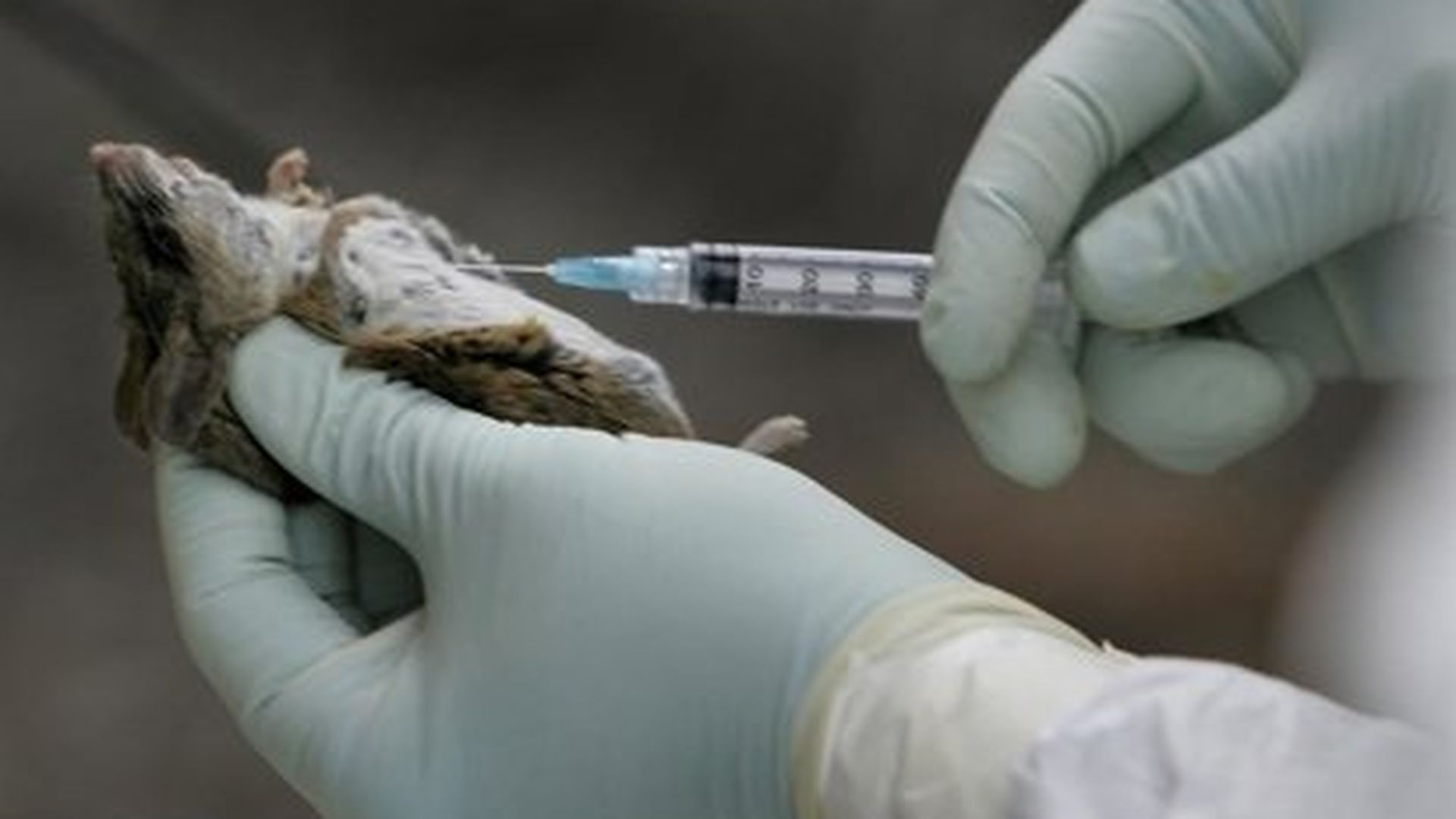 hantavirus