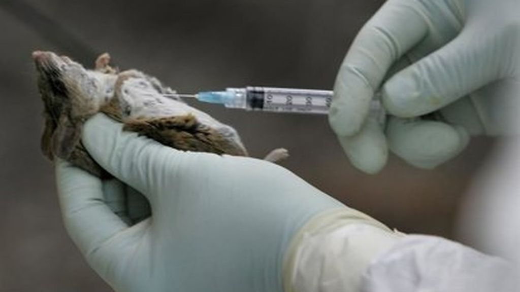 Tres muertos por un presunto brote de hantavirus en un crucero que partió desde Argentina con destino final en Canarias