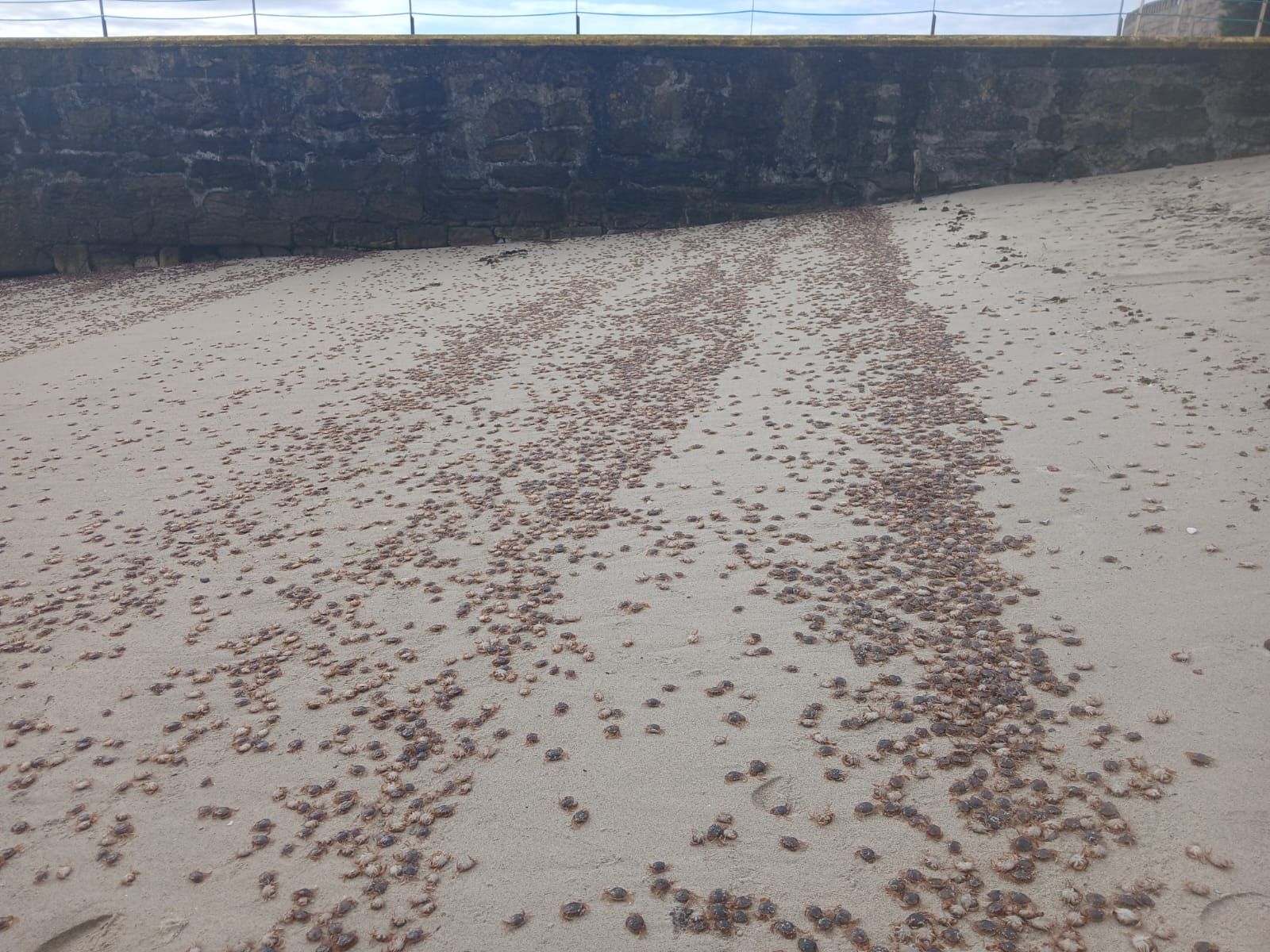 Miles de ejemplares del conocido como cangrejo patexo han aparecido estos días en las playas