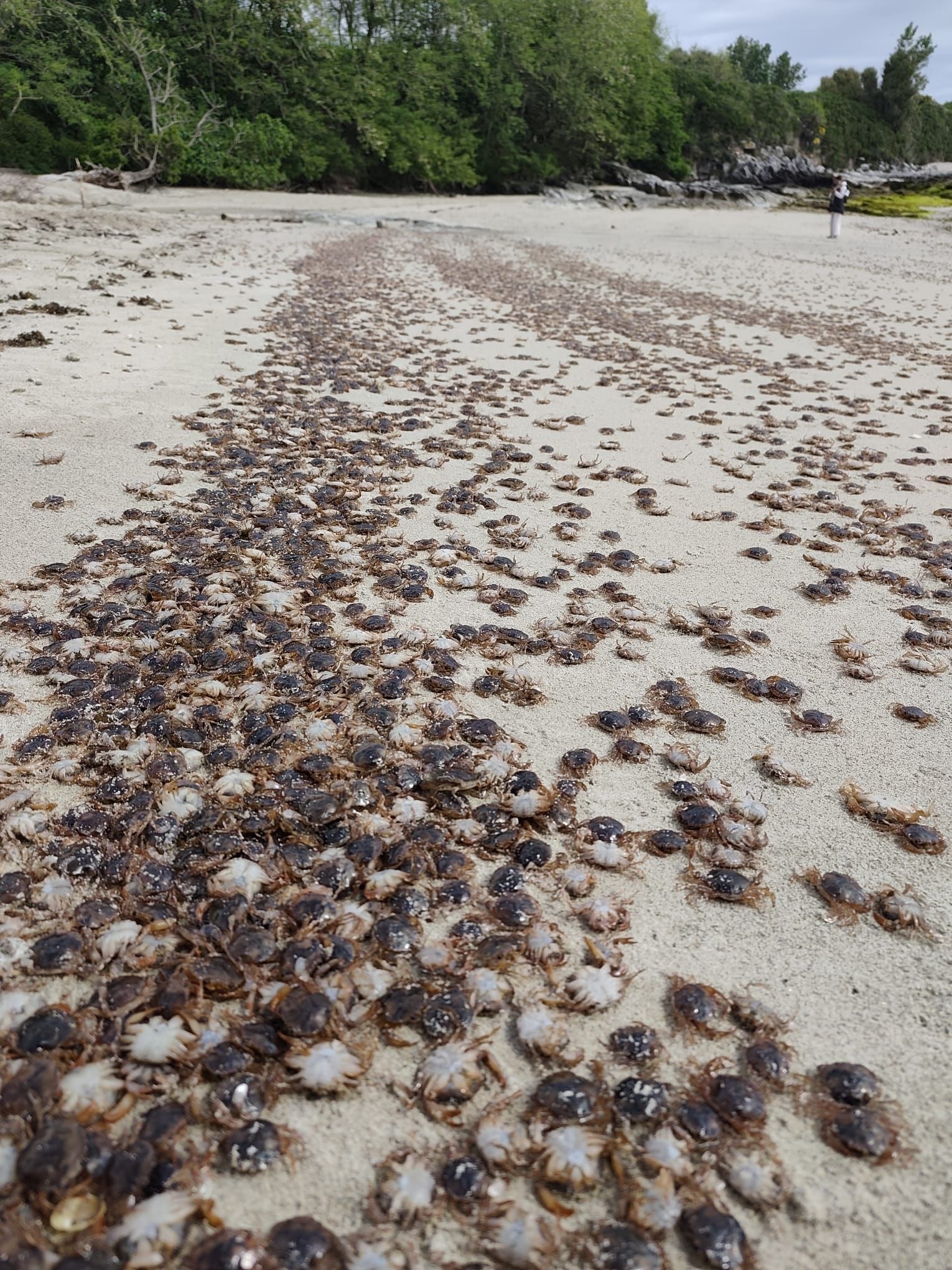 Se trata de un fenómeno natural que este año has sido masivo por el aumento de la temperatura del agua y su naturaleza nadadora