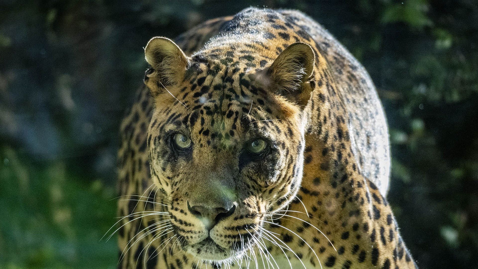 Negombo el macho de leopardo en Bioparc Valencia