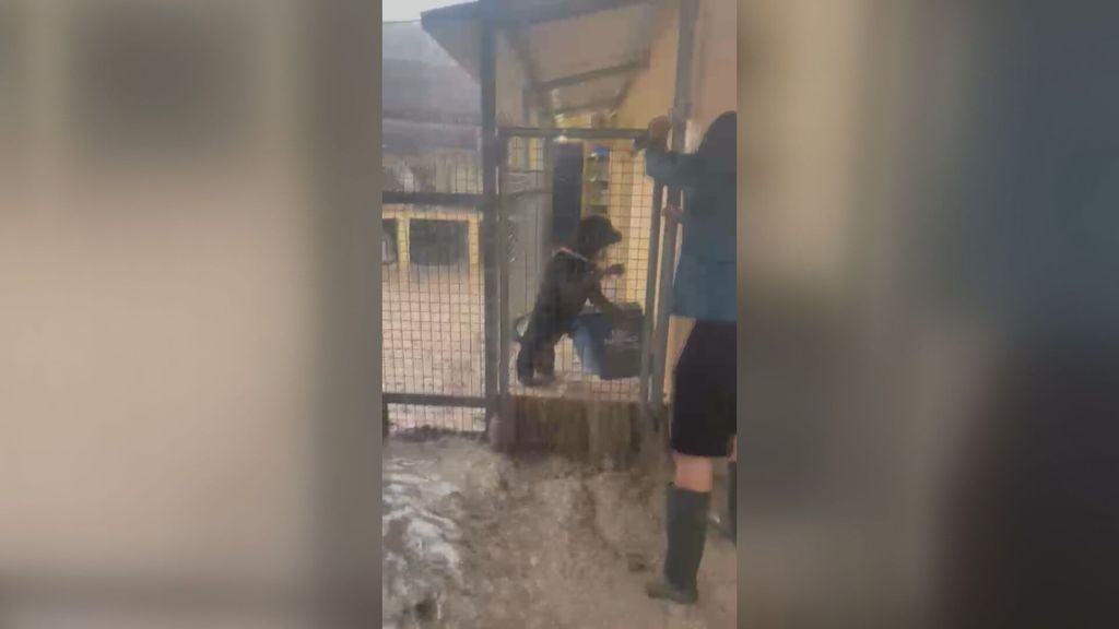 Una protectora de animales de Jaén pide ayuda urgente por los daños graves tras una inundación