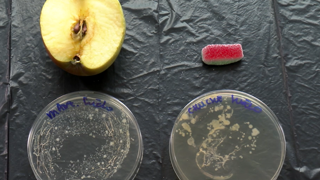 La ciencia desmiente la regla de los 5 segundos: "Cualquier alimento que se caiga al suelo debería ir a la basura"