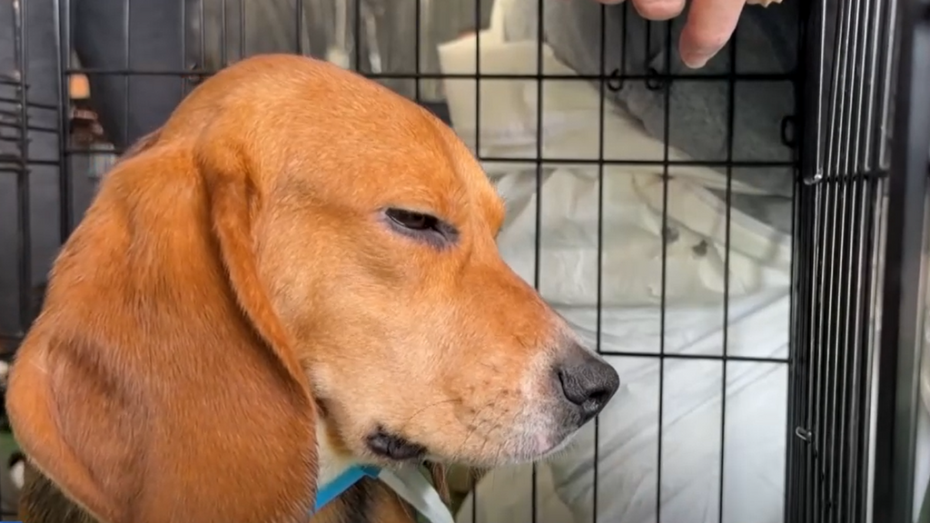 Salvados 1500 perros beagles destinados a la experimentación animal