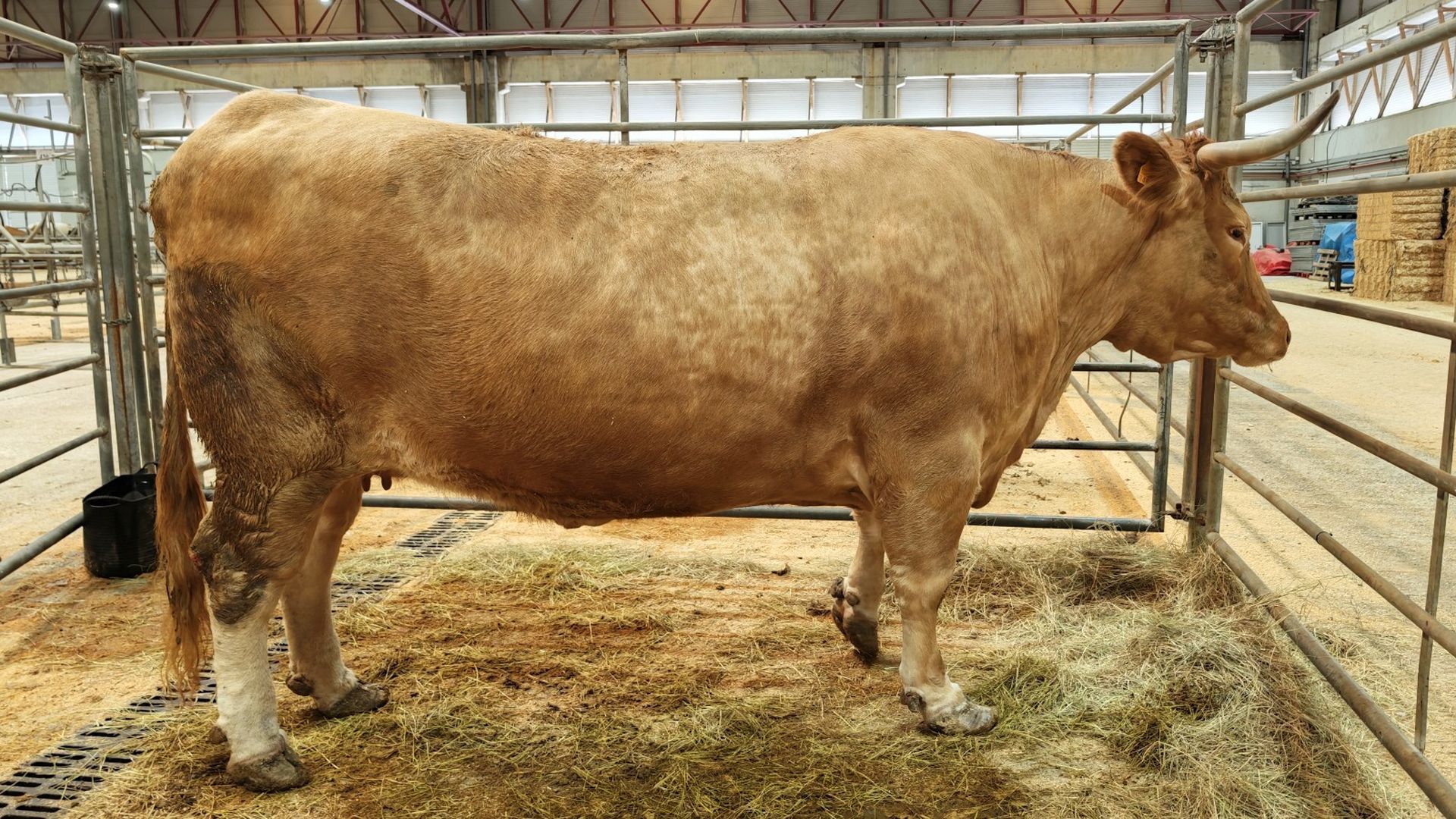 La vaca fue vendida por un criador de Chantada en el mercado agropecuario de Silleda
