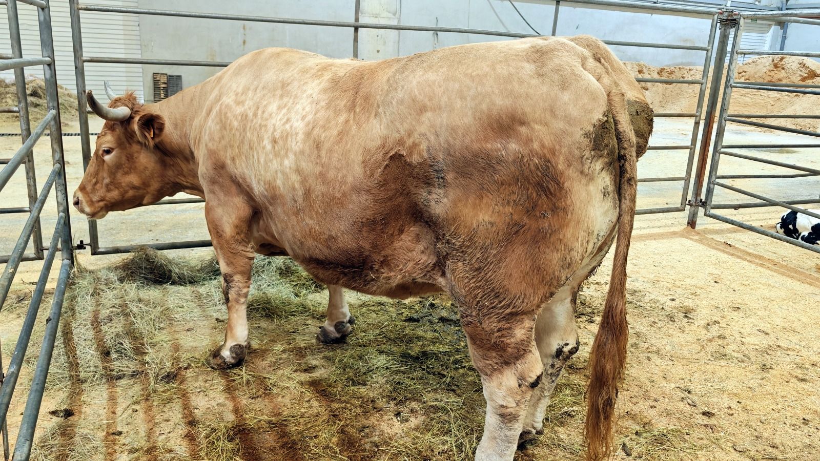 La vaca se vendió por 10.393 euros, marcando un récord para hembras de vacuno mayor