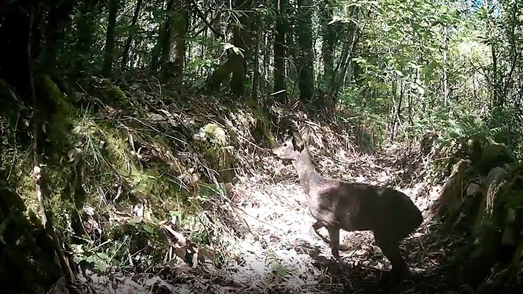 Un vecino de Cabana de Bergantiños registra el paseo de un corzo, un zorro y una gineta por el monte